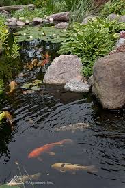 Maybe you would like to learn more about one of these? How Many Fish Can You Add To Your Pond Aquascape Inc