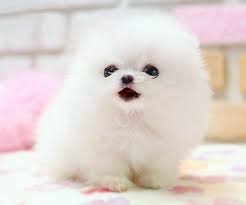 Today, the pomeranian is nicknamed the dog who thinks he can.. Dog Cute And Puppy Image Cute White Dogs Puppies Baby Dogs