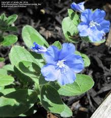 My most extensive psychoactive substance experience has been with marijuana, for a little over 4 years now. Plantfiles Pictures Evolvulus Dwarf Morning Glory Blue My Mind Evolvulus By Janelp Lee