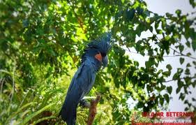 Baru 30 Gambar Burung Kakak Tua Kartun Berwarna Download 1060 Foto Gambar Burung Kakak Tua Berwarna Hd Download Rio Film Wikipedia Bah Di 2020 Kartun Gambar Hewan