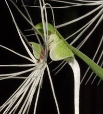 Image result for Habenaria tenuispica