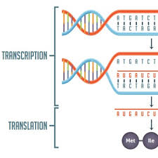 This is the gene that codes for brown eyes. Transcription Vs Translation Worksheet Technology Networks
