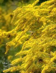 Goldenrod Kentucky State Flower Goldenrod Wild Flowers