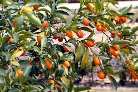 How To Grow Kumquats Indoors How To Grow Kumquat Kumquat Tree Kumquats