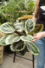 Image result for calathea