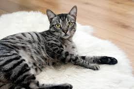 Below is a complete list of the 118 best male cat names. Grey Cat Names For Male And Female Over 40