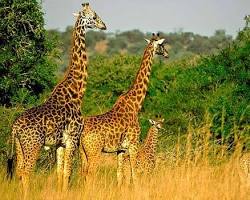 Image of Akagera National Park giraffes