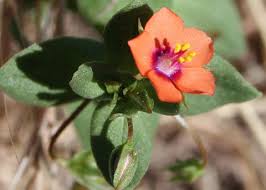 Image result for Lysimachia arvensis