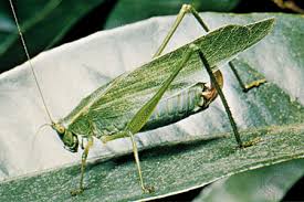If one is seen near a home, it would be a good idea to. Katydid Description Facts Sound Britannica