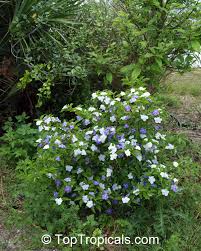 Image result for Brunfelsia australis