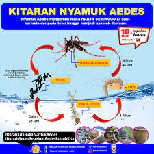 The latest music videos, short movies, tv shows, funny and extreme videos. Kitaran Hidup Nyamuk Jabatan Kesihatan Negeri Pahang Facebook