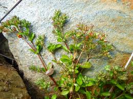 Image result for Polycarpaea prostratum