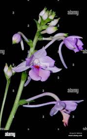 Image result for Calanthe sylvatica