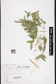 Image result for Ophrestia