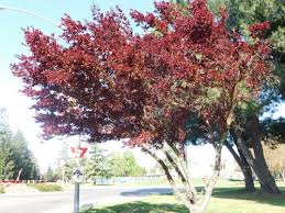Pink flower clusters bloom on branches in early spring, before leaves appear. Cherry Plum Prunus Cerasifera Krauter Vesuvius California State University Stanislaus