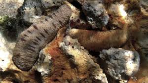 Image result for Aneilema arenicola