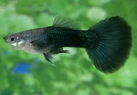 Black Tuxedo Guppy Male Guppyfish Guppy Fish Pet Fish