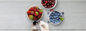 Can dogs eat black raspberries? Can Dogs Eat Fruits And Berries Purina