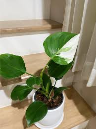 We did not find results for: Ep 11 Philodendron White Wizard à¸ à¸à¹à¸¡ My Friends Facebook