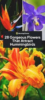 Check spelling or type a new query. 28 Gorgeous Flowers That Attract Hummingbirds