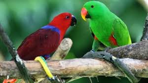 Maybe you would like to learn more about one of these? Info Ciri Fisik Dan Harga Burung Nuri Tanau Terbaru Terbaru Biaya Info