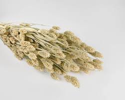 Image result for Phalaris