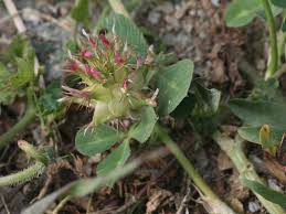 Image result for Trifolium spumosum