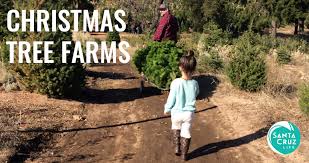 This web site receives over 100,000 unique visitors. Santa Cruz Christmas Tree Farms 2018 Edition
