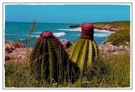 Bosque Seco De Guanica Pr Puerto Rico Island Puerto Rico United States Virgin Islands