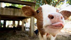 How To Successfully Raise Bottle Calves Hobby Farms
