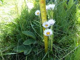 Image result for Helichrysum cephaloideum