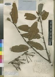 Image result for Agelanthus krausei