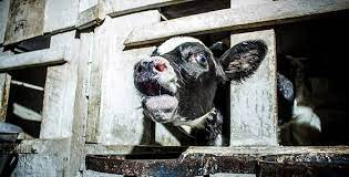 How The Dairy Industry Hurts Cows Animal Equality International Animal Protection Organization