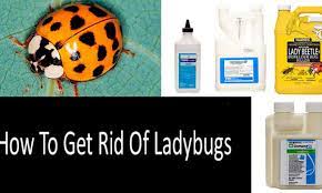 How To Get Rid Of Ladybugs Top 7 Traps And Killers