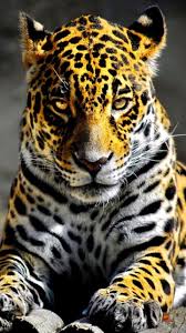 You can shuffle all pics, or, shuffle your favorite pics only. Animal Wallpapers In Hd Group 77