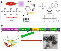 Atp Binds And Inhibits The Neurodegeneration Associated Fibrillization Of The Fus Rrm Domain Communications Biology