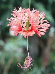 Pin On Flower Pictures