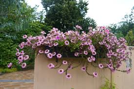 Image result for foto Vějířovka