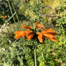 Image result for Leonotis
