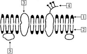 UNIOESTE) O modelo a seguir representa a estrutura molecular da membrana  plasmática, segundo Singer e Nicholson (1972) - INDAGAÇÃO