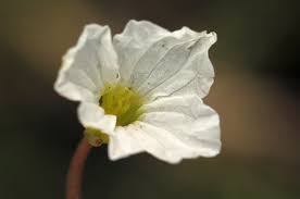 Image result for Ottelia exserta