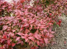 How to prune nandina firepower. Nandina Wikipedia