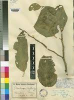 Image result for Strombosia scheffleri