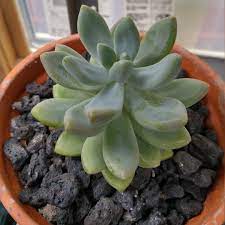 X sedeveria 'giant blue' quantity. Xsedeveria Blue Giant Sedeveria Blue Giant In Gardentags Plant Encyclopedia