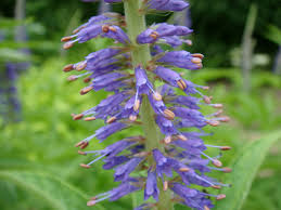 Image result for Viscum shirense