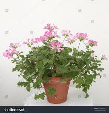 Image result for Pelargonium graveolens