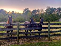 Jake Masterson (@crownmranch) • Instagram photos and videos