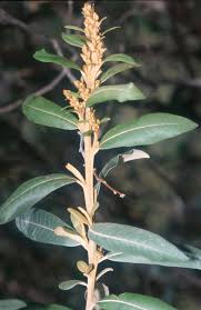 Image result for Croton dichogamus