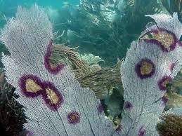 Image result for Microcoelia corallina