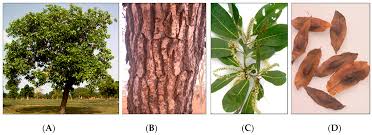 Image result for Terminalia brachystemma